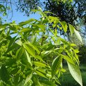 Fraxinus americana jeunes feuilles